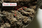 Theropod Dinosaur (Allosaurus) Femur - Bite Marks! #371504-5
